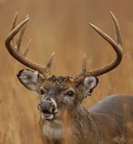 Deer